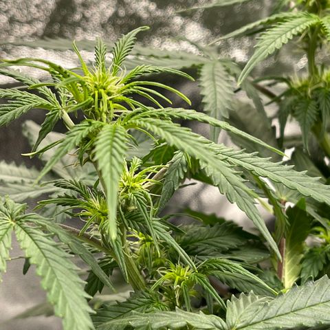 Unknown strain growlog timeline photo