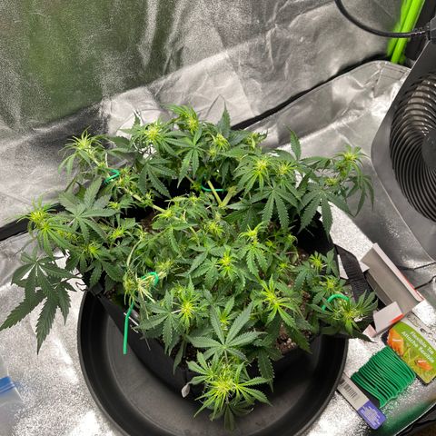 Unknown strain growlog timeline photo