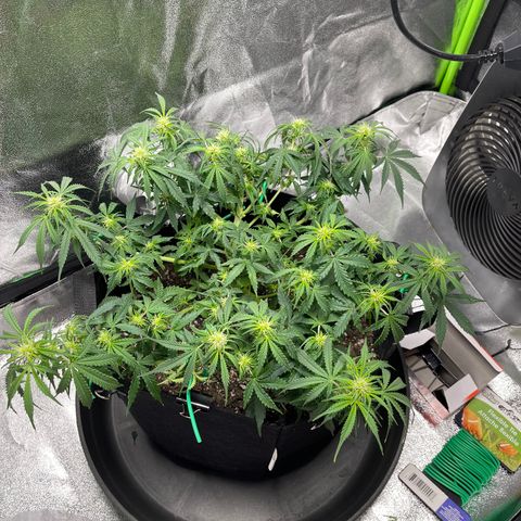 Unknown strain growlog timeline photo