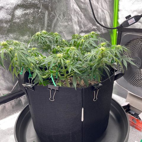 Unknown strain growlog timeline photo