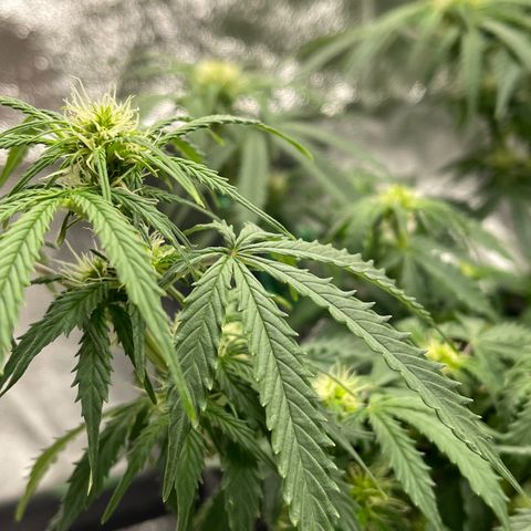 Unknown strain growlog timeline photo