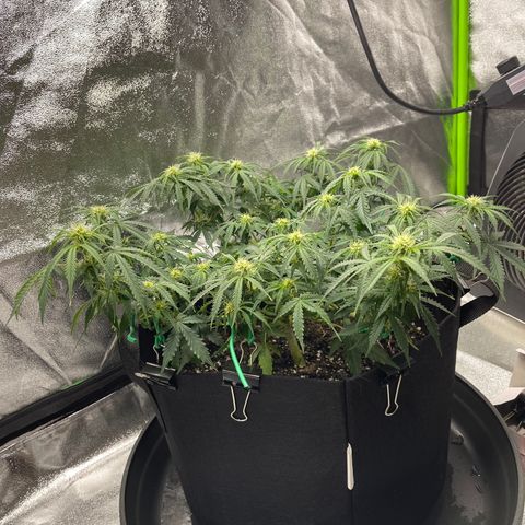Unknown strain growlog timeline photo