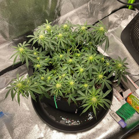 Unknown strain growlog timeline photo