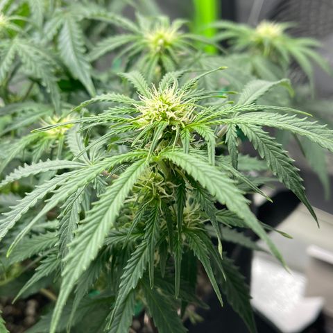 Unknown strain growlog timeline photo