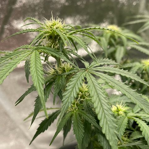 Unknown strain growlog timeline photo