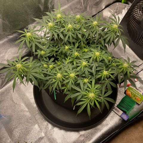 Unknown strain growlog timeline photo