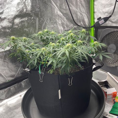 Unknown strain growlog timeline photo