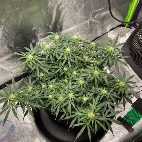 Unknown strain growlog timeline photo