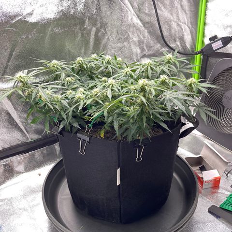 Unknown strain growlog timeline photo