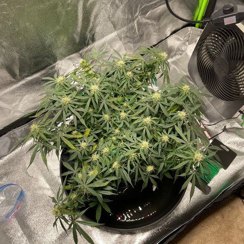 Unknown strain growlog timeline photo