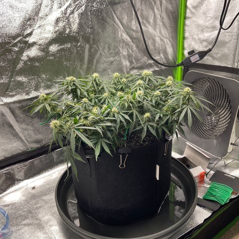 Unknown strain growlog timeline photo