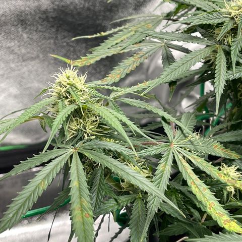 Unknown strain growlog photo:  Buds starting to thicken up a little. Added cal mag to see if that helps the brown spots. Confirmed it was not rust mold thankfully. 
