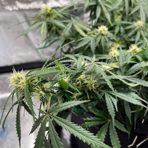 Unknown strain growlog photo:  Buds starting to thicken up a little. Added cal mag to see if that helps the brown spots. Confirmed it was not rust mold thankfully. 