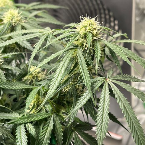 Unknown strain growlog photo:  Buds starting to thicken up a little. Added cal mag to see if that helps the brown spots. Confirmed it was not rust mold thankfully. 