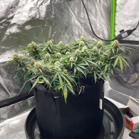 Unknown strain growlog timeline photo