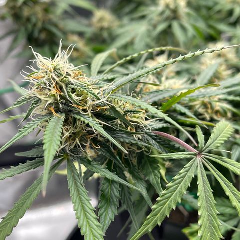 Unknown strain growlog timeline photo