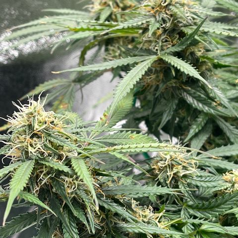 Unknown strain growlog timeline photo