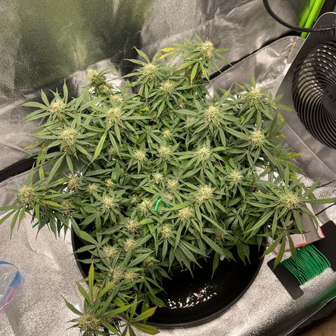 Unknown strain growlog timeline photo