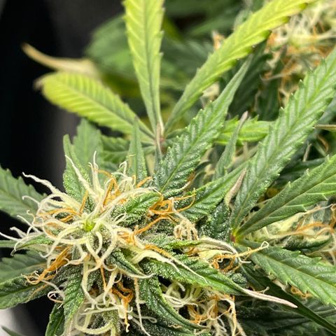 Unknown strain growlog timeline photo