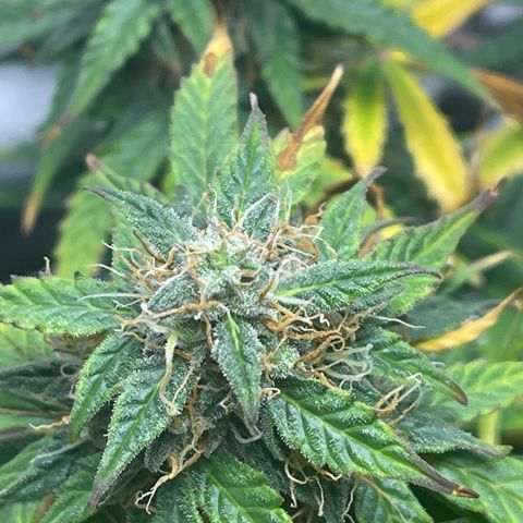 Unknown strain growlog timeline photo