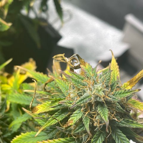 Unknown strain growlog timeline photo