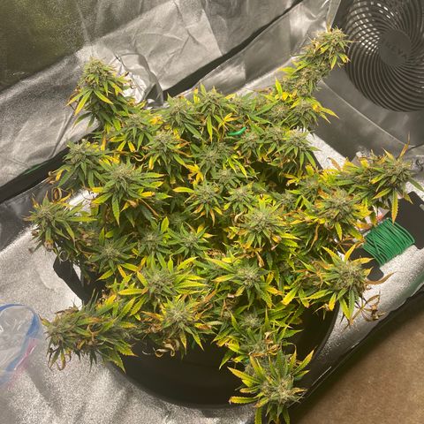 Unknown strain growlog timeline photo