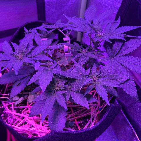 Mephisto’s Wedding growlog timeline photo