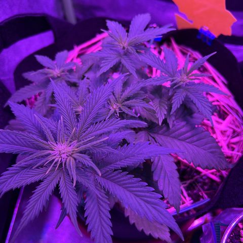 Creme de la Chem growlog timeline photo