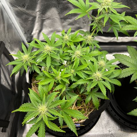 Creme de la Chem growlog timeline photo