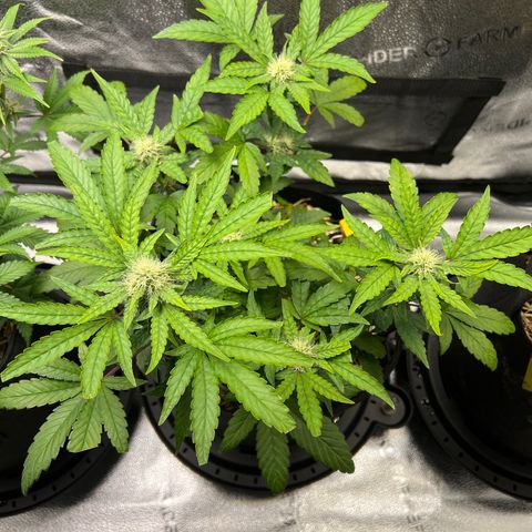 Mephisto’s Wedding growlog timeline photo