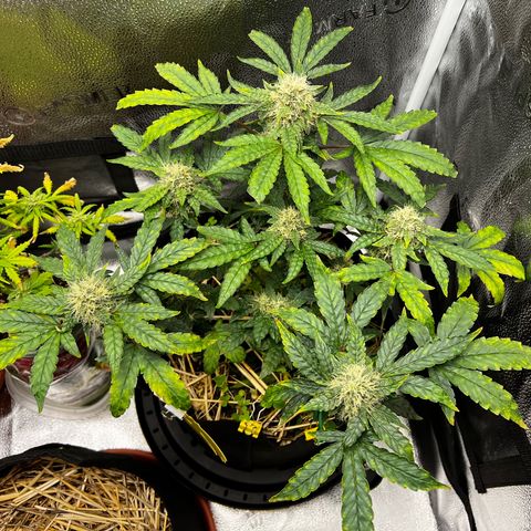 Mephisto’s Wedding growlog timeline photo