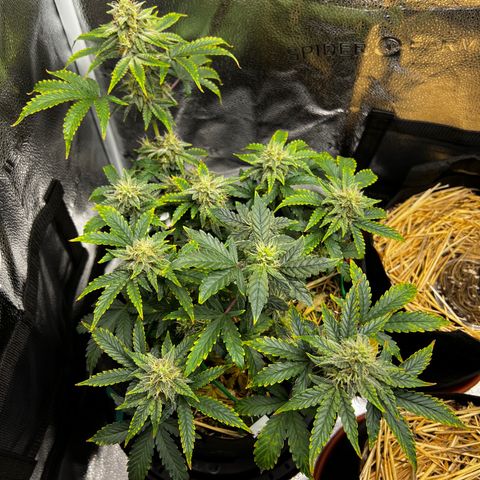 Creme de la Chem growlog timeline photo
