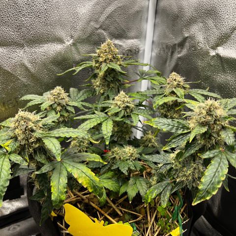 Mephisto’s Wedding growlog timeline photo