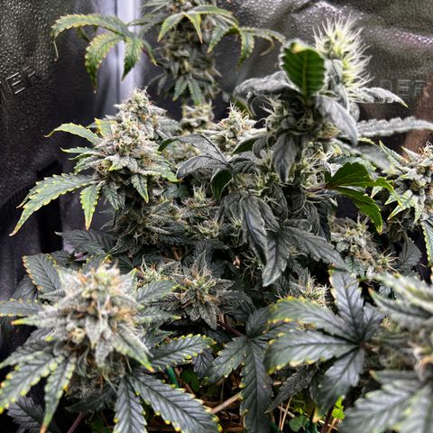 Creme de la Chem growlog timeline photo
