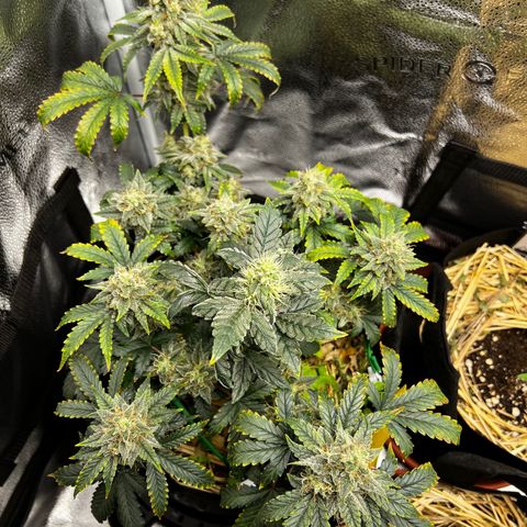 Creme de la Chem growlog timeline photo