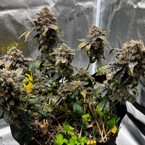 Mephisto’s Wedding growlog timeline photo