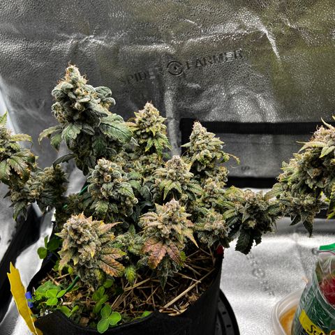 Creme de la Chem growlog timeline photo
