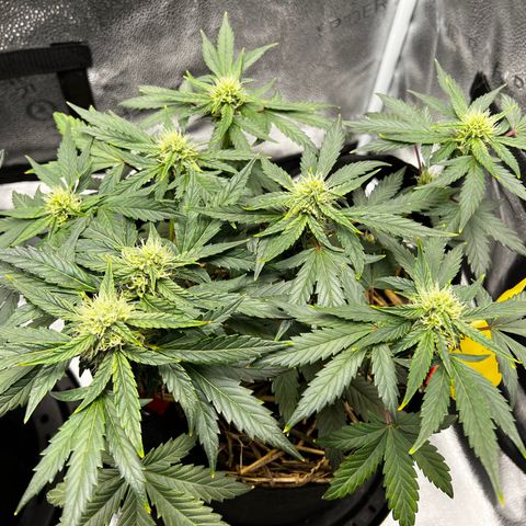 Owl Pellet #1 growlog timeline photo