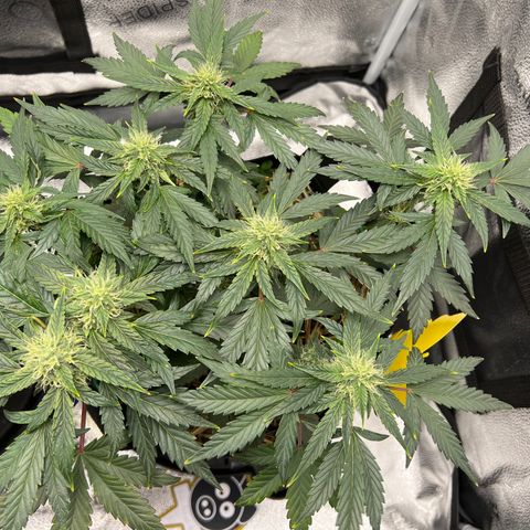 Owl Pellet #1 growlog timeline photo