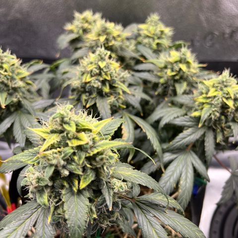 Owl Pellet #1 growlog timeline photo