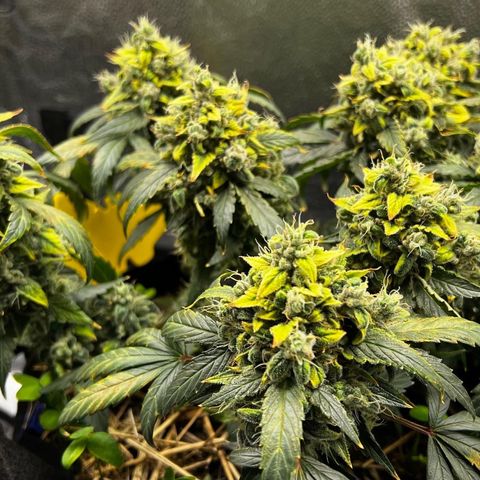 Owl Pellet #1 growlog timeline photo