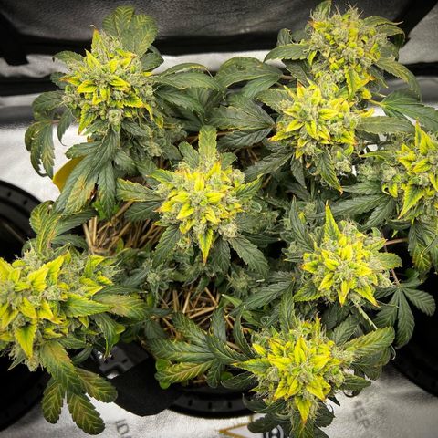 Owl Pellet #1 growlog timeline photo