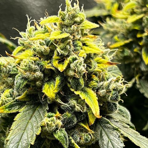 Owl Pellet #1 growlog timeline photo