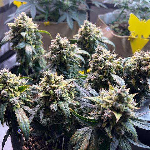 Owl Pellet #1 growlog timeline photo