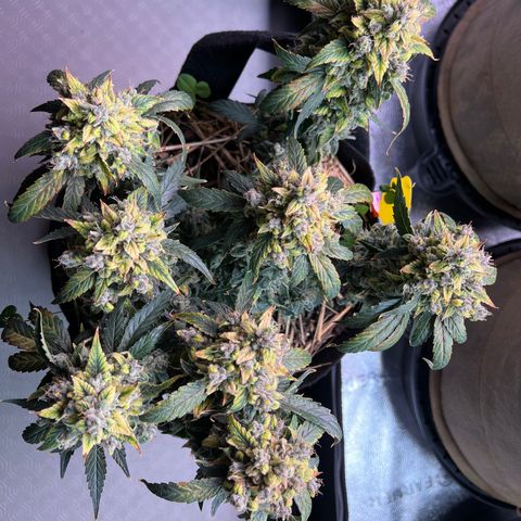 Owl Pellet #1 growlog timeline photo