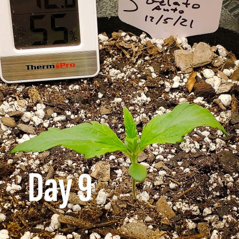 Gelato 3 growlog timeline photo