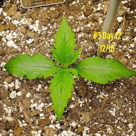 Gelato 3 growlog timeline photo