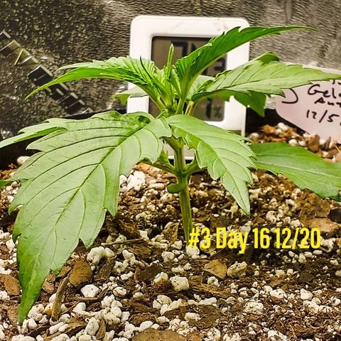 Gelato 3 growlog timeline photo