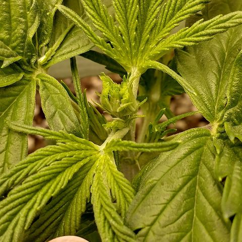 Gelato 3 growlog timeline photo