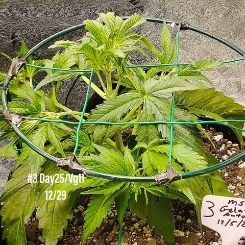 Gelato 3 growlog timeline photo